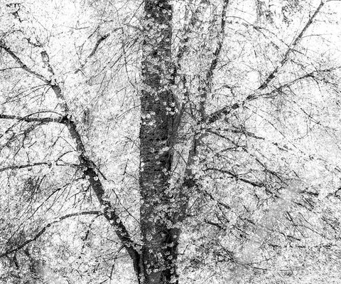 USA-Washington State-Fall City wild cherry springtime blooming White Modern Wood Framed Art Print with Double Matting by Gulin, Sylvia