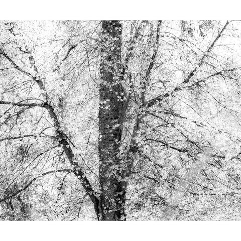 USA-Washington State-Fall City wild cherry springtime blooming Black Modern Wood Framed Art Print by Gulin, Sylvia