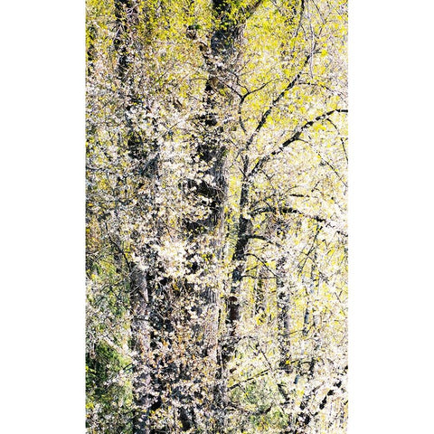 USA-Washington State-Fall City wild cherry springtime blooming White Modern Wood Framed Art Print by Gulin, Sylvia