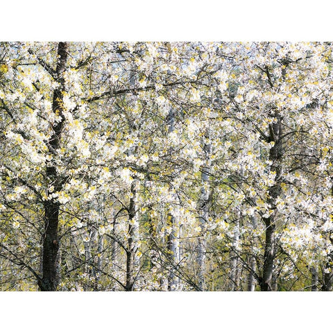 USA-Washington State-Fall City wild cherry springtime blooming Black Modern Wood Framed Art Print by Gulin, Sylvia