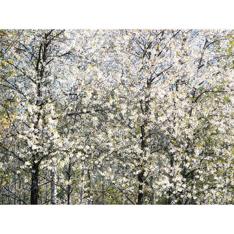 USA-Washington State-Fall City wild cherry springtime blooming Black Modern Wood Framed Art Print by Gulin, Sylvia