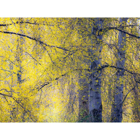USA-Washington State-Fall City Cottonwoods just budding out in the spring along the Snoqualmie River Black Modern Wood Framed Art Print by Gulin, Sylvia