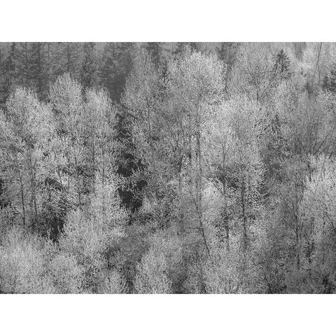 USA-Washington State-Fall City hillside of Cottonwoods just budding out in the spring White Modern Wood Framed Art Print by Gulin, Sylvia