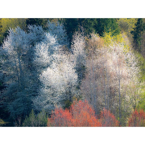 USA-Washington State-Fall City wild cherry springtime blooming Black Modern Wood Framed Art Print with Double Matting by Gulin, Sylvia