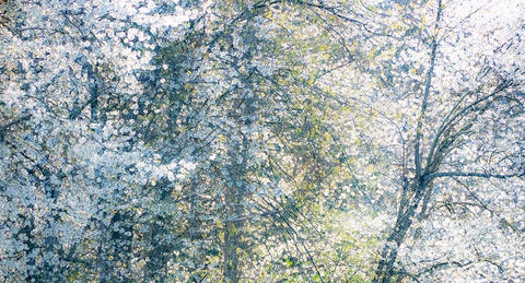 USA-Washington State-Fall City wild cherry springtime blooming Black Ornate Wood Framed Art Print with Double Matting by Gulin, Sylvia