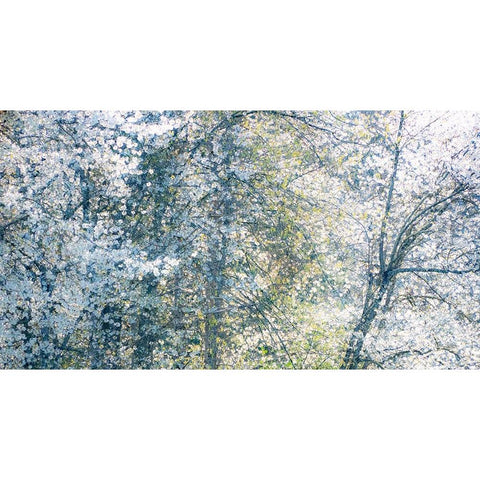 USA-Washington State-Fall City wild cherry springtime blooming White Modern Wood Framed Art Print by Gulin, Sylvia