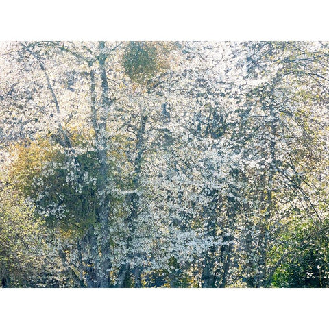 USA-Washington State-Fall City wild cherry springtime blooming Black Modern Wood Framed Art Print by Gulin, Sylvia