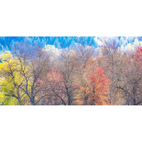 USA-Washington State-Fall City-Pacific Northwest early spring cottonwood Black Modern Wood Framed Art Print by Gulin, Sylvia