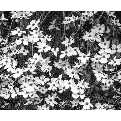 USA-Washington State-Pacific Northwest Sammamish White Dogwood blooming early spring White Modern Wood Framed Art Print by Gulin, Sylvia