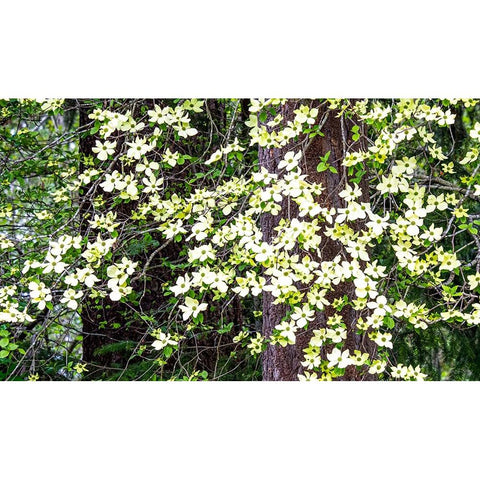 USA-Washington State-Pacific Northwest Sammamish White Dogwood blooming early spring Black Modern Wood Framed Art Print by Gulin, Sylvia