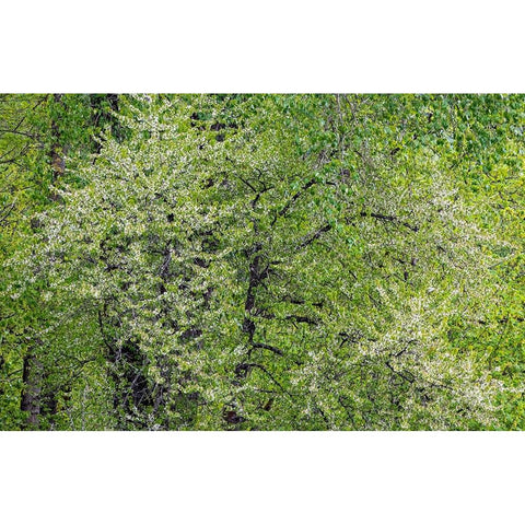 USA-Washington State-Pacific Northwest-Fall City springtime and flowering wild Cherry Black Modern Wood Framed Art Print by Gulin, Sylvia