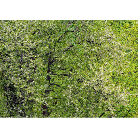 USA-Washington State-Pacific Northwest-Fall City springtime and flowering wild Cherry Black Modern Wood Framed Art Print by Gulin, Sylvia