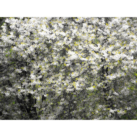USA-Washington State-Pacific Northwest-Fall City springtime and flowering wild Cherry Black Modern Wood Framed Art Print by Gulin, Sylvia