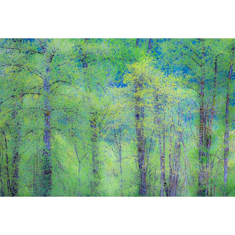 USA-Washington State-Pacific Northwest Preston and just leafing out Cottonwoods Black Modern Wood Framed Art Print by Gulin, Sylvia