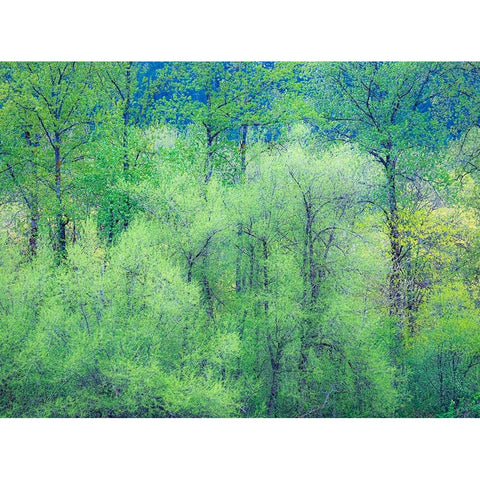 USA-Washington State-Pacific Northwest Preston and just leafing out Cottonwoods Gold Ornate Wood Framed Art Print with Double Matting by Gulin, Sylvia