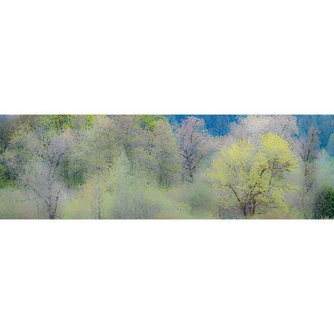 USA-Washington State-Pacific Northwest-Fall City springtime and Cottonwood trees just budding out Black Modern Wood Framed Art Print by Gulin, Sylvia