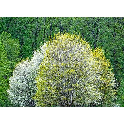 USA-Washington State-Pacific Northwest-Fall City springtime and flowering wild Cherry Gold Ornate Wood Framed Art Print with Double Matting by Gulin, Sylvia