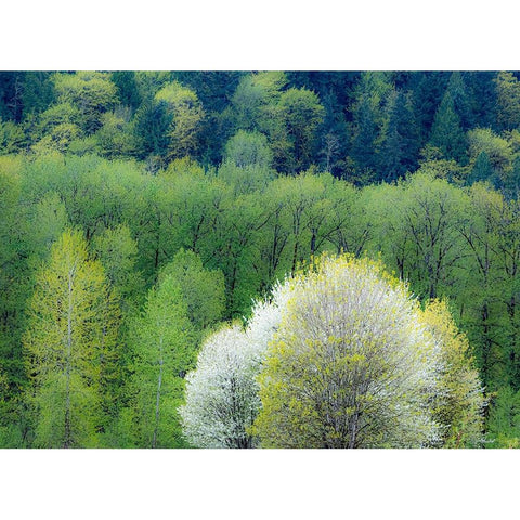 USA-Washington State-Pacific Northwest-Fall City springtime and flowering wild Cherry Black Modern Wood Framed Art Print with Double Matting by Gulin, Sylvia