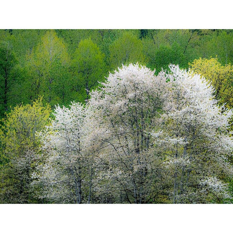 USA-Washington State-Pacific Northwest-Fall City springtime and flowering wild Cherry Gold Ornate Wood Framed Art Print with Double Matting by Gulin, Sylvia