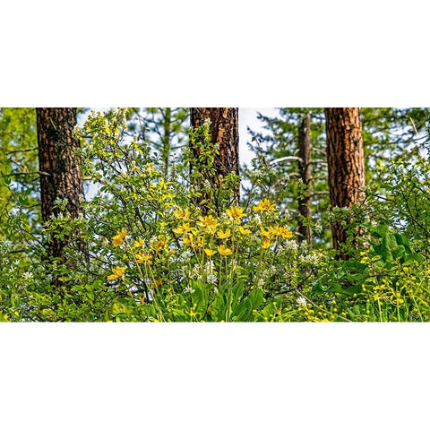 USA-Washington State-Leavenworth Balsamroot blooming amongst Ponderosa Pine Black Modern Wood Framed Art Print by Gulin, Sylvia