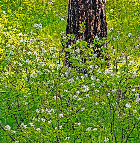 USA-Washington State-Leavenworth white flowering bush amongst Ponderosa Pine White Modern Wood Framed Art Print with Double Matting by Gulin, Sylvia