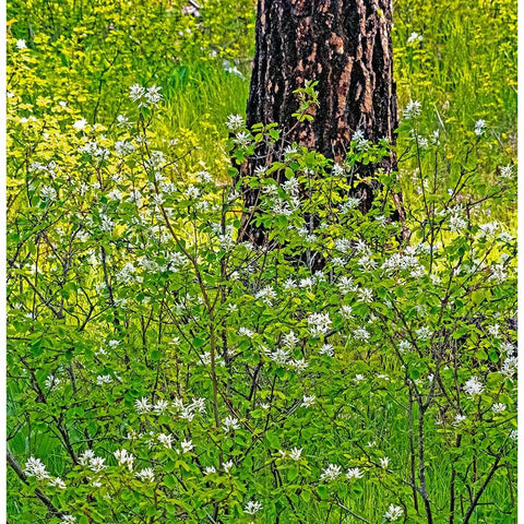 USA-Washington State-Leavenworth white flowering bush amongst Ponderosa Pine Black Modern Wood Framed Art Print by Gulin, Sylvia