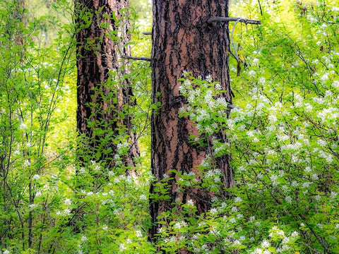 USA-Washington State-Leavenworth white flowering bush amongst Ponderosa Pine Black Ornate Wood Framed Art Print with Double Matting by Gulin, Sylvia