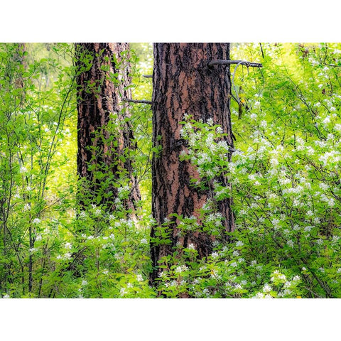 USA-Washington State-Leavenworth white flowering bush amongst Ponderosa Pine Gold Ornate Wood Framed Art Print with Double Matting by Gulin, Sylvia