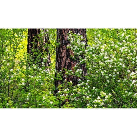 USA-Washington State-Leavenworth white flowering bush amongst Ponderosa Pine Gold Ornate Wood Framed Art Print with Double Matting by Gulin, Sylvia