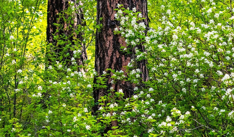 USA-Washington State-Leavenworth white flowering bush amongst Ponderosa Pine White Modern Wood Framed Art Print with Double Matting by Gulin, Sylvia