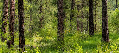 USA-Washington State-Leavenworth Balsamroot blooming amongst Ponderosa Pine White Modern Wood Framed Art Print with Double Matting by Gulin, Sylvia