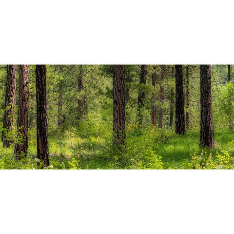 USA-Washington State-Leavenworth Balsamroot blooming amongst Ponderosa Pine Gold Ornate Wood Framed Art Print with Double Matting by Gulin, Sylvia