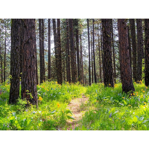 USA-Washington State-Leavenworth Balsamroot blooming amongst Ponderosa Pine Black Modern Wood Framed Art Print by Gulin, Sylvia