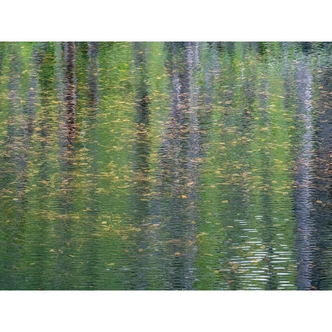 USA-Washington State-Old Cascade Highway off of Highway 2 and pond reflecting alder trees Black Modern Wood Framed Art Print with Double Matting by Gulin, Sylvia