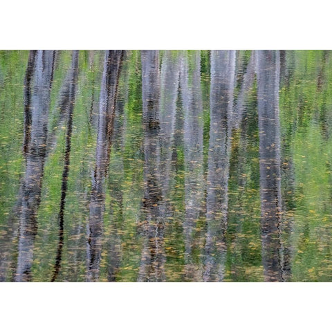USA-Washington State-Old Cascade Highway off of Highway 2 and pond reflecting alder trees Black Modern Wood Framed Art Print with Double Matting by Gulin, Sylvia
