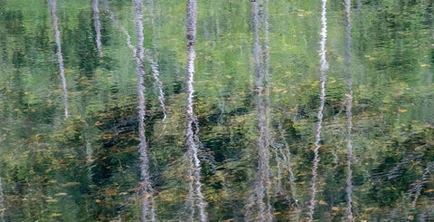 USA-Washington State-Old Cascade Highway off of Highway 2 and pond reflecting alder trees White Modern Wood Framed Art Print with Double Matting by Gulin, Sylvia
