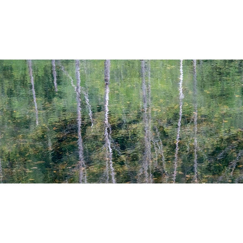 USA-Washington State-Old Cascade Highway off of Highway 2 and pond reflecting alder trees Gold Ornate Wood Framed Art Print with Double Matting by Gulin, Sylvia