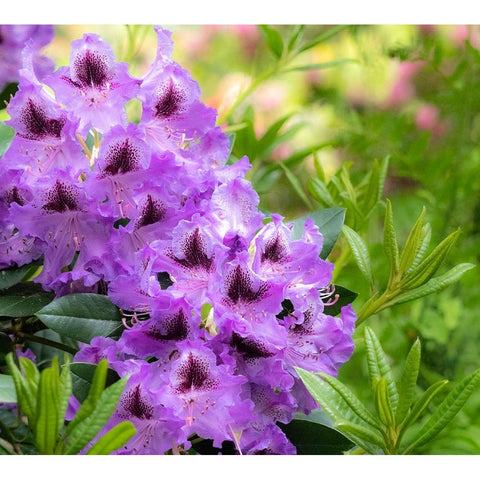 USA-Washington State-Pacific Northwest-Bellevue and the Bellevue Botanical Gardens Black Modern Wood Framed Art Print by Gulin, Sylvia