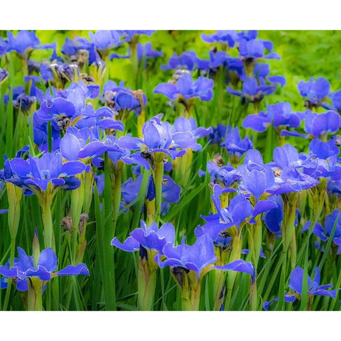 USA-Washington State-Pacific Northwest-Bellevue and the Bellevue Botanical Gardens springtime Gold Ornate Wood Framed Art Print with Double Matting by Gulin, Sylvia