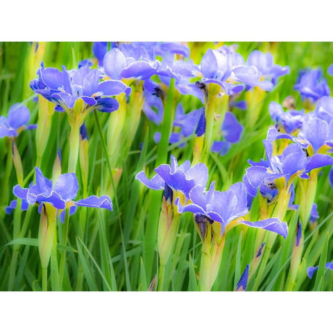 USA-Washington State-Pacific Northwest-Bellevue and the Bellevue Botanical Gardens springtime Black Modern Wood Framed Art Print by Gulin, Sylvia