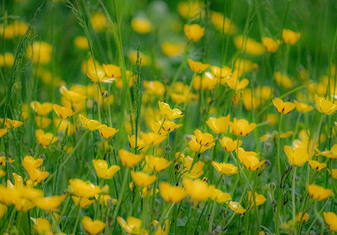 USA-Washington State-Pacific Northwest-Bellevue and the Bellevue Botanical Gardens springtime White Modern Wood Framed Art Print with Double Matting by Gulin, Sylvia