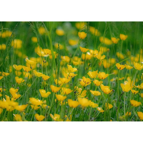 USA-Washington State-Pacific Northwest-Bellevue and the Bellevue Botanical Gardens springtime Black Modern Wood Framed Art Print by Gulin, Sylvia