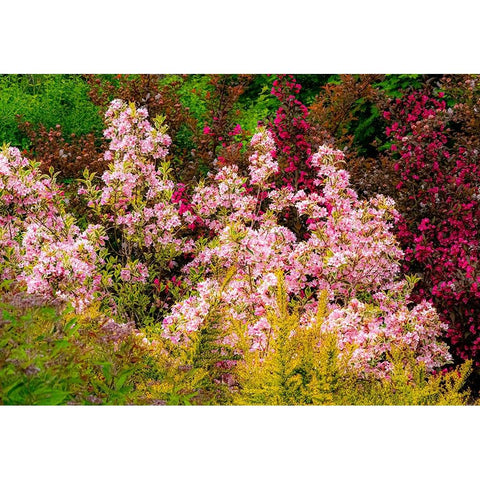 USA-Washington State-Pacific Northwest-Bellevue and the Bellevue Botanical Gardens springtime Black Modern Wood Framed Art Print by Gulin, Sylvia