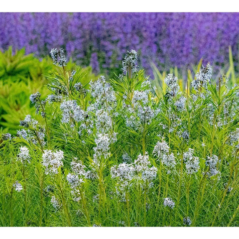 USA-Washington State-Pacific Northwest-Bellevue and the Bellevue Botanical Gardens springtime Black Modern Wood Framed Art Print with Double Matting by Gulin, Sylvia
