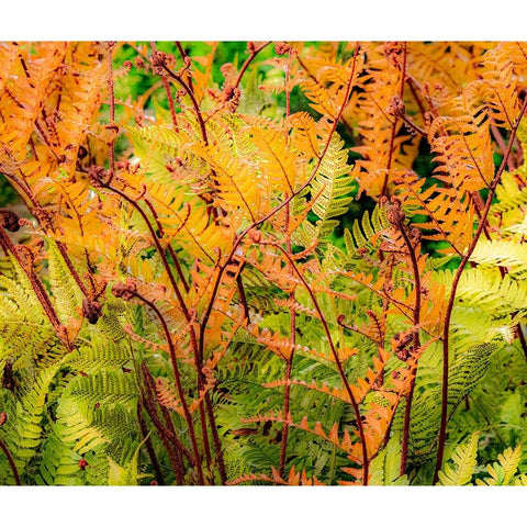 USA-Washington State-Pacific Northwest-Bellevue and the Bellevue Botanical Gardens springtime Black Modern Wood Framed Art Print by Gulin, Sylvia