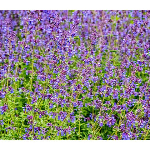 USA-Washington State-Pacific Northwest-Bellevue and the Bellevue Botanical Gardens springtime Black Modern Wood Framed Art Print by Gulin, Sylvia