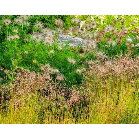 USA-Washington State-Pacific Northwest-Bellevue and the Bellevue Botanical Gardens springtime Black Modern Wood Framed Art Print with Double Matting by Gulin, Sylvia