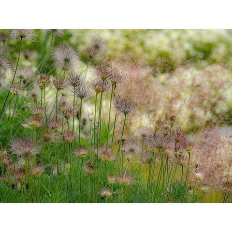 USA-Washington State-Pacific Northwest-Bellevue and the Bellevue Botanical Gardens springtime White Modern Wood Framed Art Print by Gulin, Sylvia