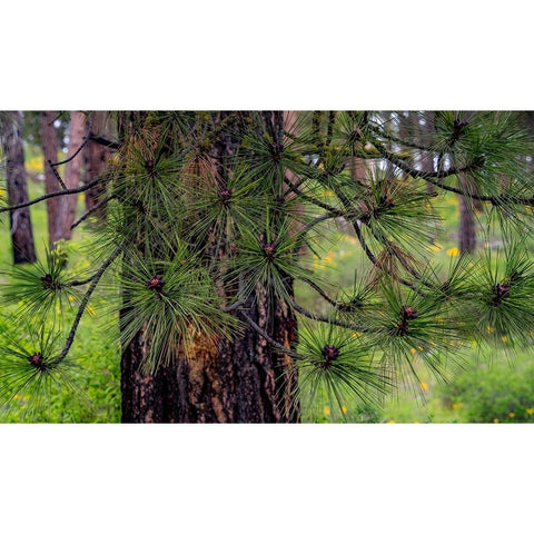 USA-Washington State-Table Mountain eastern Cascade Mountains and Ponderosa Pine White Modern Wood Framed Art Print by Gulin, Sylvia