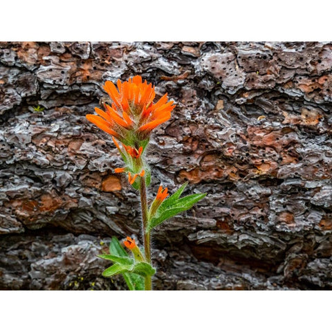 USA-Washington State-Table Mountain eastern Cascade Mountains Indian Paint Brush Black Modern Wood Framed Art Print by Gulin, Sylvia